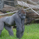 A male western lowland gorilla
GREG WOOD/AFP/Getty Images